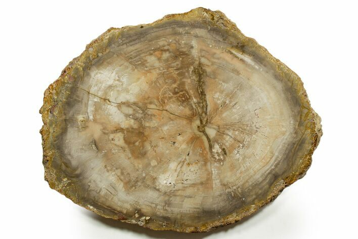 Polished Petrified Wood (Araucaria) Round - Madagascar #376825